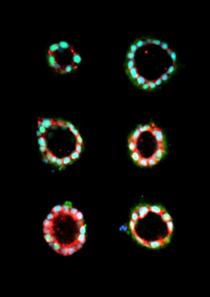 34歲清華海歸教授開創(chuàng)“無胚化”人類胚胎學(xué)技術(shù)，用機械微系統(tǒng)和干細胞替代早期胚胎-肽度TIMEDOO