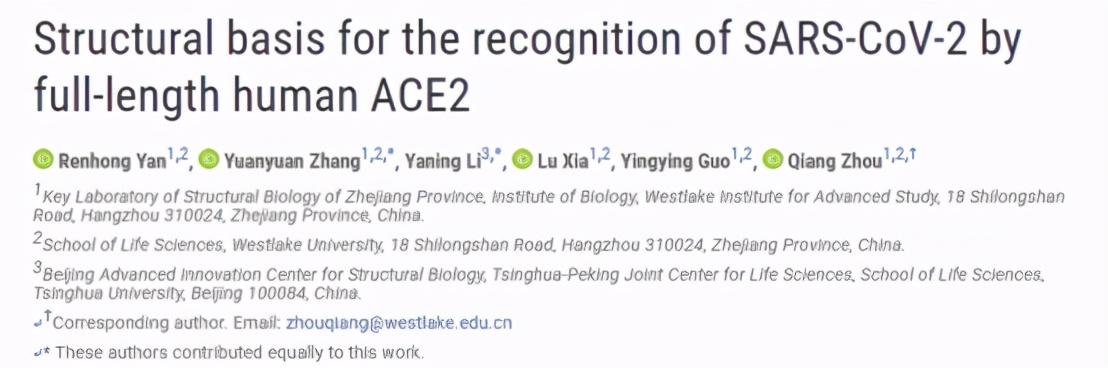 首次揭開(kāi)新冠病毒入侵人體第一道 “關(guān)卡” 全景結(jié)構(gòu)，顏寧29歲弟子深入研究病毒如何打開(kāi)人體“門(mén)把手”-肽度TIMEDOO