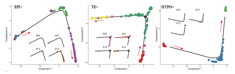 華大研究院攜手得克薩斯大學(xué)西南醫(yī)學(xué)中心，單細(xì)胞水平解析豬與靈長(zhǎng)類動(dòng)物胚胎發(fā)育差異-肽度TIMEDOO