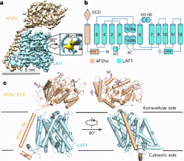 首次揭開(kāi)新冠病毒入侵人體第一道 “關(guān)卡” 全景結(jié)構(gòu)，顏寧29歲弟子深入研究病毒如何打開(kāi)人體“門(mén)把手”-肽度TIMEDOO