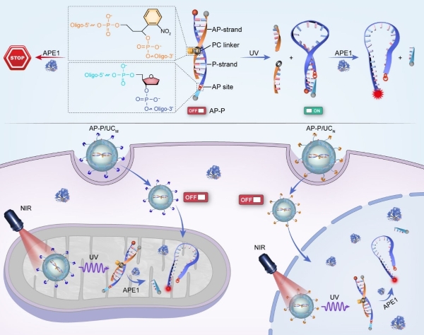 國家納米中心亞細(xì)胞水平精準(zhǔn)成像分析研究獲進(jìn)展-肽度TIMEDOO