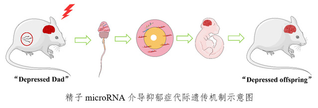 南京大學(xué)陳熹、朱景寧、張辰宇團(tuán)隊(duì)在精子microRNA介導(dǎo)抑郁癥代際遺傳方向取得重要進(jìn)展-肽度TIMEDOO
