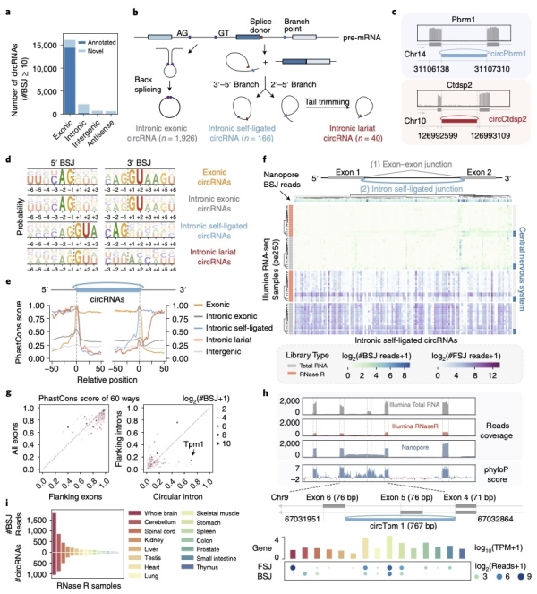 北京生科院環(huán)形RNA數(shù)據(jù)挖掘新技術(shù)研究獲進(jìn)展-肽度TIMEDOO