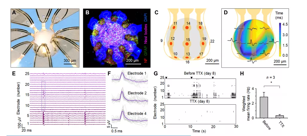 90后同濟(jì)畢業(yè)生致力于修復(fù)受損大腦，研發(fā)可感知“微型腦”-肽度TIMEDOO