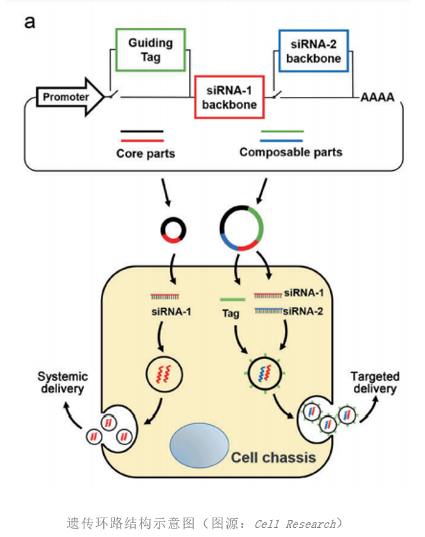 開啟RNAi治療新時代:南京大學(xué)團(tuán)隊(duì)創(chuàng)建體內(nèi)自組裝的新一代siRNA遞送及基因治療技術(shù)-肽度TIMEDOO