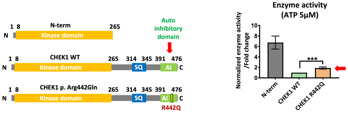 清華大學(xué)醫(yī)學(xué)院那潔/曹云霞/章志國/李琳團(tuán)隊(duì)報(bào)道阻滯人類受精卵分裂的致病基因CHEK1突變和潛在治療方法-肽度TIMEDOO
