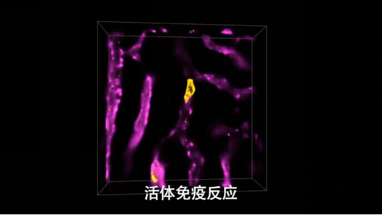 清華3天2篇CELL，都跟細(xì)胞“新大陸”有關(guān)-肽度TIMEDOO