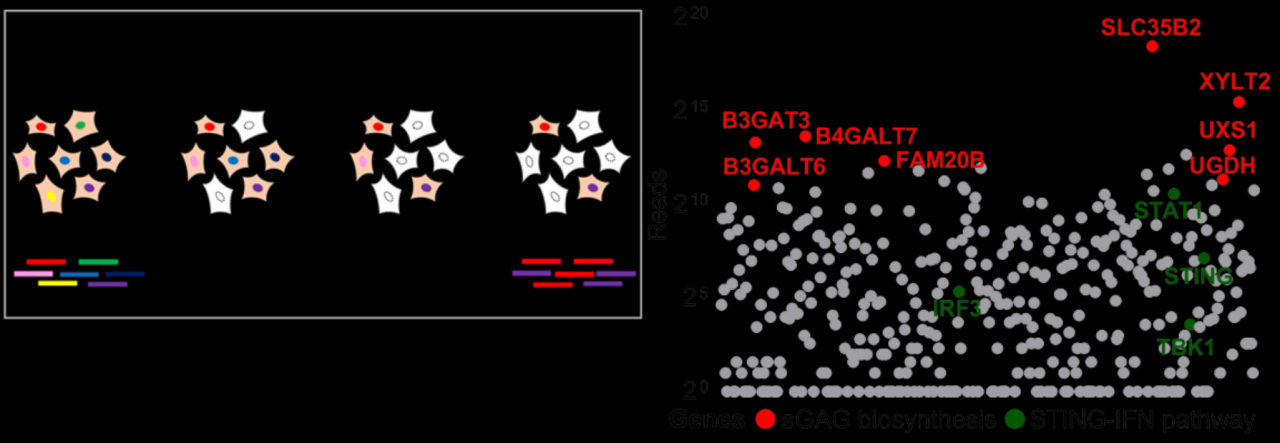 北京大學(xué)生命科學(xué)學(xué)院蔣爭凡課題組發(fā)現(xiàn)STING活化共配體-肽度TIMEDOO