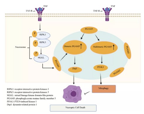 李蘭娟院士團隊肝病研究新進展：肝病壞死性凋亡的線粒體機制 | MDPI IJMS-肽度TIMEDOO