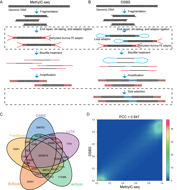 北京生科院等開發(fā)出同時分析全基因組DNA甲基化與遺傳變異的方法-肽度TIMEDOO
