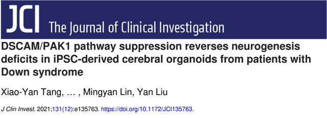 南京醫(yī)科大學(xué)團(tuán)隊(duì)研究表明，體外開發(fā)的3D皮質(zhì)器官模型，或可解決唐氏綜合征皮層發(fā)育缺陷-肽度TIMEDOO