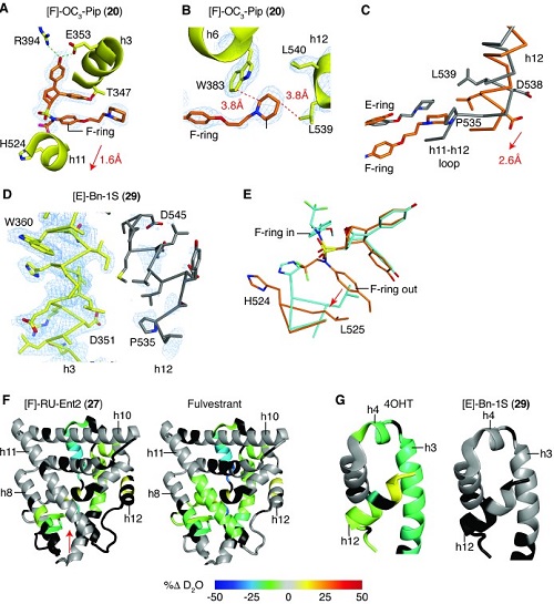 雙管齊下對抗乳腺癌治療耐藥性-肽度TIMEDOO