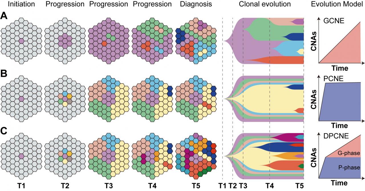 68a3b95d6633481ba8a0a6a7c4831982.jpg 北大醫(yī)院張寧課題組通過(guò)單細(xì)胞基因組測(cè)序揭示肝細(xì)胞癌的雙相拷貝數(shù)演化模型-肽度TIMEDOO