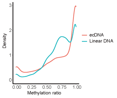 新技術(shù)！ecDNA與線性DNA的表觀遺傳差異研究迎來重要進(jìn)展-肽度TIMEDOO