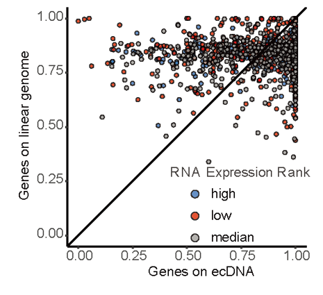 新技術(shù)！ecDNA與線性DNA的表觀遺傳差異研究迎來重要進(jìn)展-肽度TIMEDOO