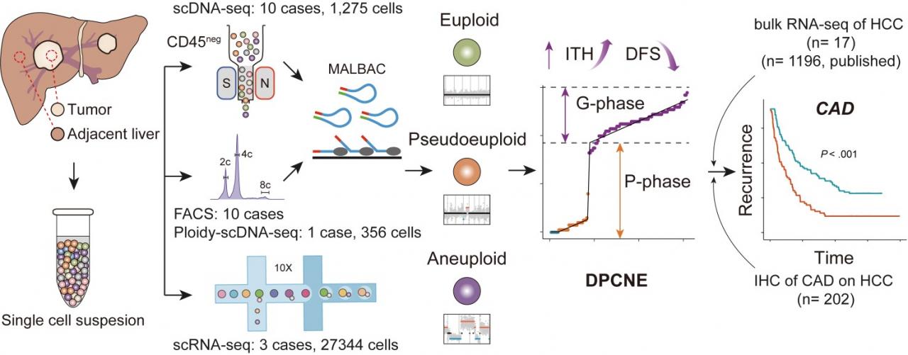 9201e8b4e0be4c6ab6dea5e71967a075.jpg 北大醫(yī)院張寧課題組通過(guò)單細(xì)胞基因組測(cè)序揭示肝細(xì)胞癌的雙相拷貝數(shù)演化模型-肽度TIMEDOO