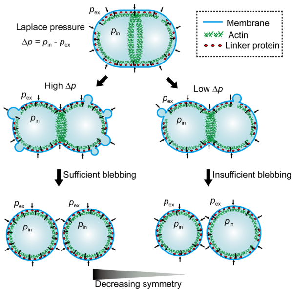 力學所在Laplace壓力對細胞胞質分裂過程影響研究中取得進展-肽度TIMEDOO