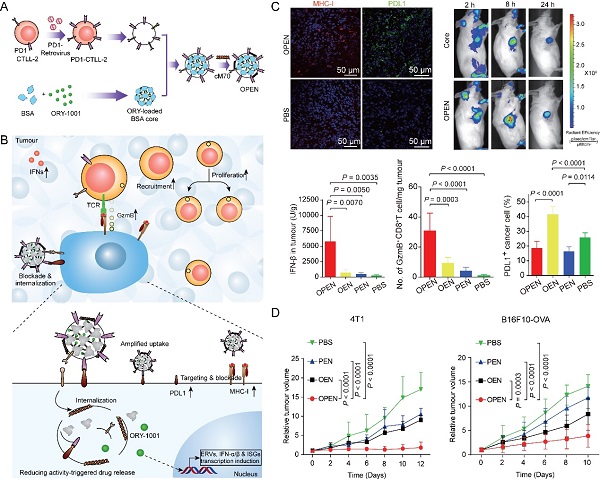 上海藥物所構(gòu)建T淋巴細(xì)胞膜修飾干擾素表觀遺傳納米誘導(dǎo)劑-肽度TIMEDOO