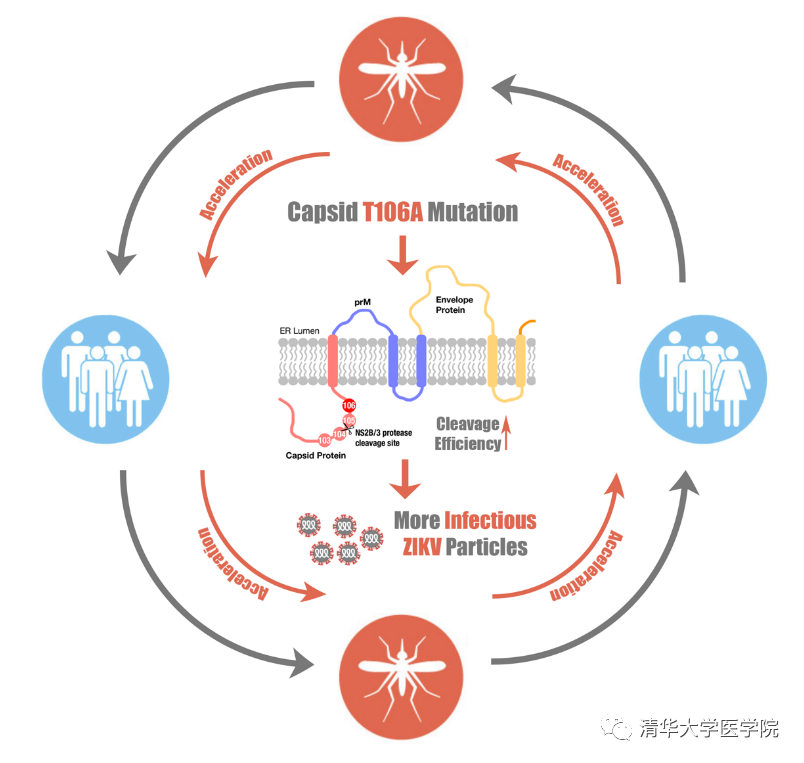 清華大學(xué)醫(yī)學(xué)院程功教授團(tuán)隊(duì)揭示適應(yīng)性進(jìn)化導(dǎo)致寨卡病毒流行機(jī)制-肽度TIMEDOO