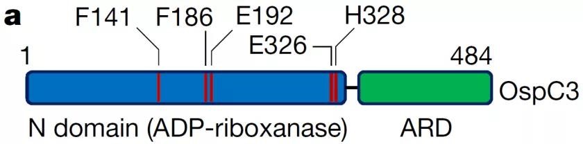 Nature | 邵峰/劉小云團隊揭示病原菌抑制宿主細胞焦亡的新機制-肽度TIMEDOO