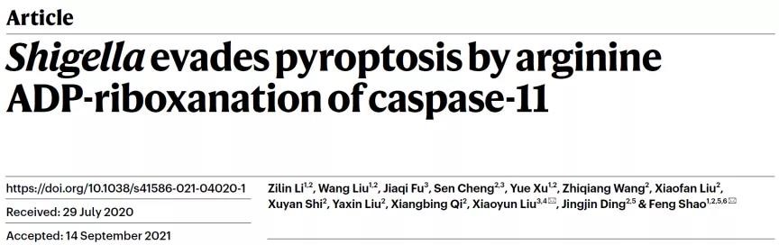 Nature | 邵峰/劉小云團隊揭示病原菌抑制宿主細胞焦亡的新機制-肽度TIMEDOO