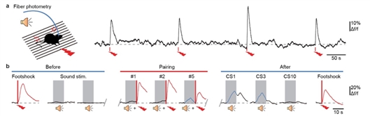 學(xué)者發(fā)現(xiàn)影響記憶維持的新靶標(biāo)-肽度TIMEDOO