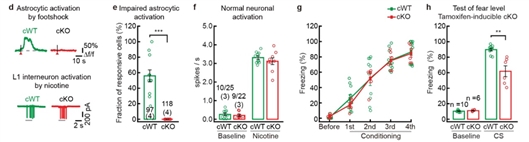 學(xué)者發(fā)現(xiàn)影響記憶維持的新靶標(biāo)-肽度TIMEDOO