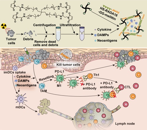 晚期“腫瘤間接放療”具有臨床轉(zhuǎn)化價(jià)值-肽度TIMEDOO