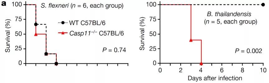 Nature | 邵峰/劉小云團隊揭示病原菌抑制宿主細胞焦亡的新機制-肽度TIMEDOO