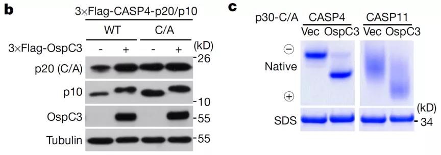 Nature | 邵峰/劉小云團隊揭示病原菌抑制宿主細胞焦亡的新機制-肽度TIMEDOO