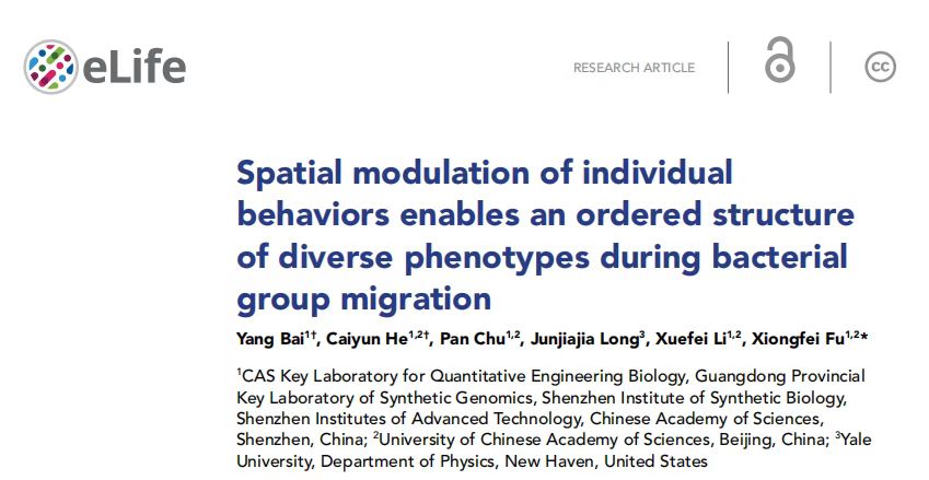 2.jpg 從細(xì)菌無(wú)序的個(gè)體運(yùn)動(dòng)到有序的群體遷移獲揭示-肽度TIMEDOO