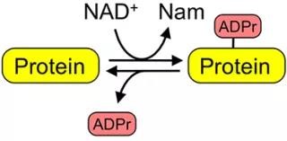 Nature | 邵峰/劉小云團隊揭示病原菌抑制宿主細胞焦亡的新機制-肽度TIMEDOO