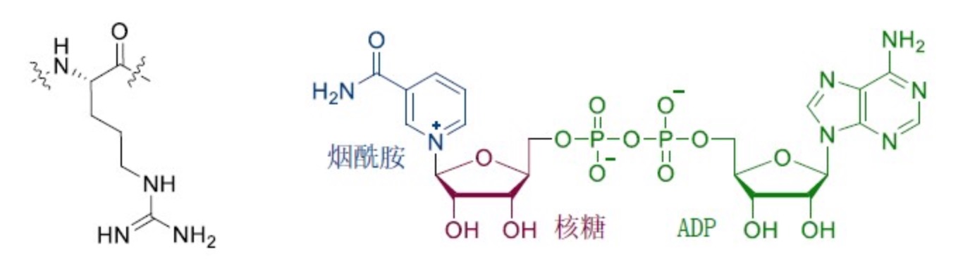 Nature | 邵峰/劉小云團隊揭示病原菌抑制宿主細胞焦亡的新機制-肽度TIMEDOO