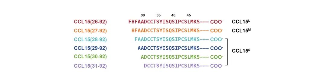 發(fā)現(xiàn)關(guān)鍵“扳道工” ！浙大團隊揭示哮喘藥物研發(fā)新思路-肽度TIMEDOO