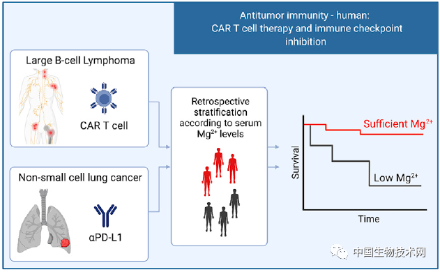 Cell重磅！無論抗癌，還是抗感染，強大的免疫系統(tǒng)需要“鎂”力！-肽度TIMEDOO