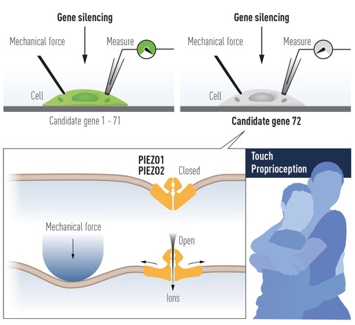 科研成果 | 肖百龍研究組揭示機械力分子受體Piezo的新型機械力感知分子機制-肽度TIMEDOO