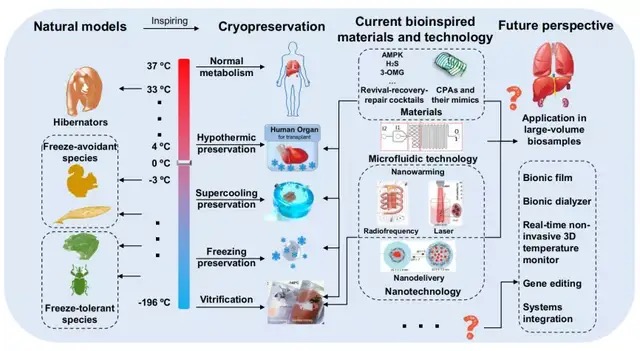 中科院團隊提出低溫醫(yī)學新方法，首次實現(xiàn)干細胞-269℃液氦低溫保存，此前相關(guān)設(shè)備已在100多家醫(yī)院實現(xiàn)臨床應(yīng)用-肽度TIMEDOO