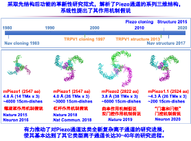 科研成果 | 肖百龍研究組揭示機械力分子受體Piezo的新型機械力感知分子機制-肽度TIMEDOO