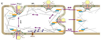 科研成果 | 肖百龍研究組揭示機械力分子受體Piezo的新型機械力感知分子機制-肽度TIMEDOO