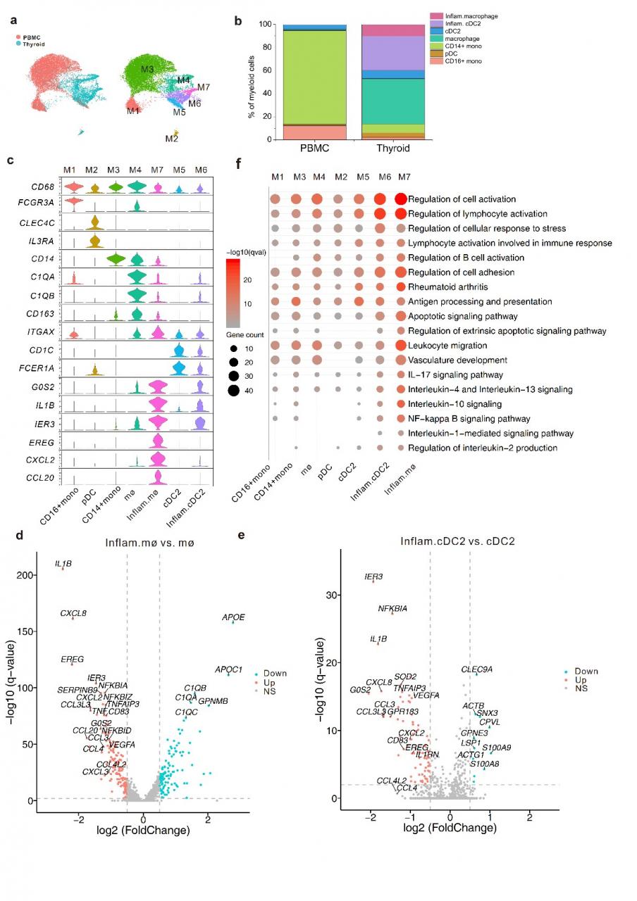 滬上科研團隊發(fā)現(xiàn)“橋本甲狀腺炎”致病新機制及潛在治療靶點-肽度TIMEDOO