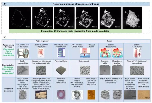 中科院團隊提出低溫醫(yī)學新方法，首次實現(xiàn)干細胞-269℃液氦低溫保存，此前相關(guān)設(shè)備已在100多家醫(yī)院實現(xiàn)臨床應(yīng)用-肽度TIMEDOO