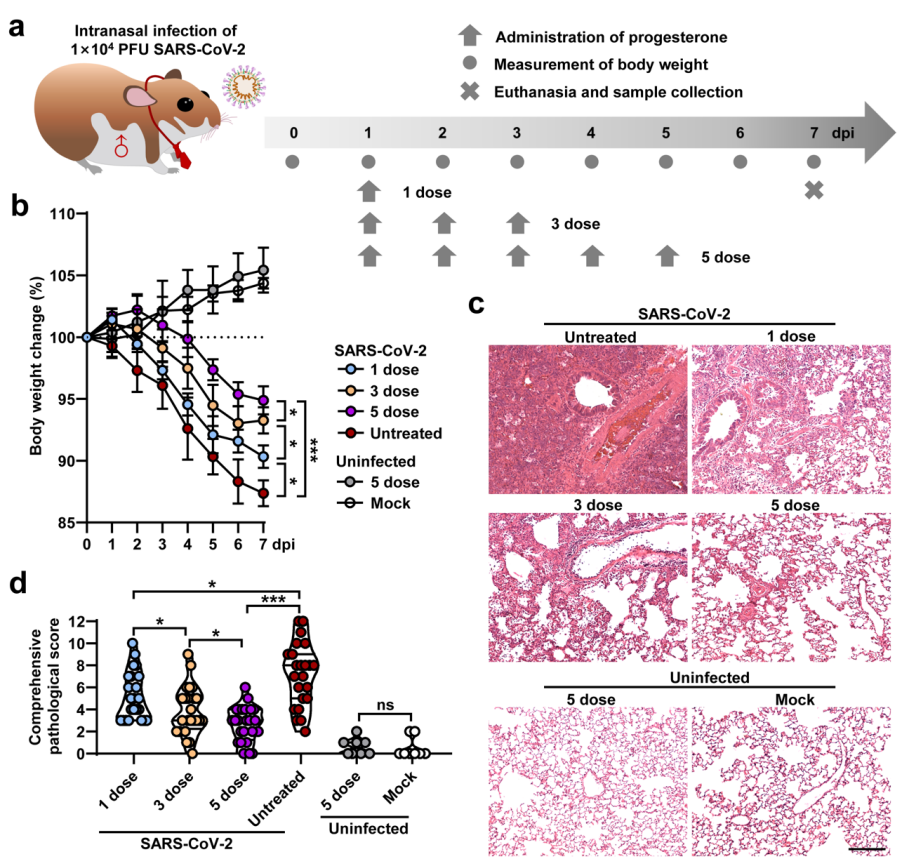 廈門大學(xué)夏寧邵教授團(tuán)隊(duì)和香港大學(xué)管軼教授團(tuán)隊(duì)聯(lián)合在COVID-19抗炎治療方向取得最新進(jìn)展-肽度TIMEDOO