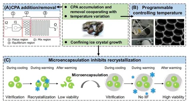 中科院團隊提出低溫醫(yī)學新方法，首次實現(xiàn)干細胞-269℃液氦低溫保存，此前相關(guān)設(shè)備已在100多家醫(yī)院實現(xiàn)臨床應(yīng)用-肽度TIMEDOO