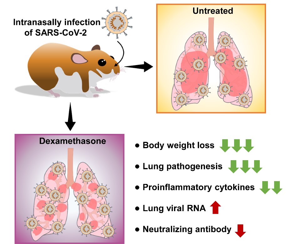 廈門大學(xué)夏寧邵教授團(tuán)隊(duì)和香港大學(xué)管軼教授團(tuán)隊(duì)聯(lián)合在COVID-19抗炎治療方向取得最新進(jìn)展-肽度TIMEDOO
