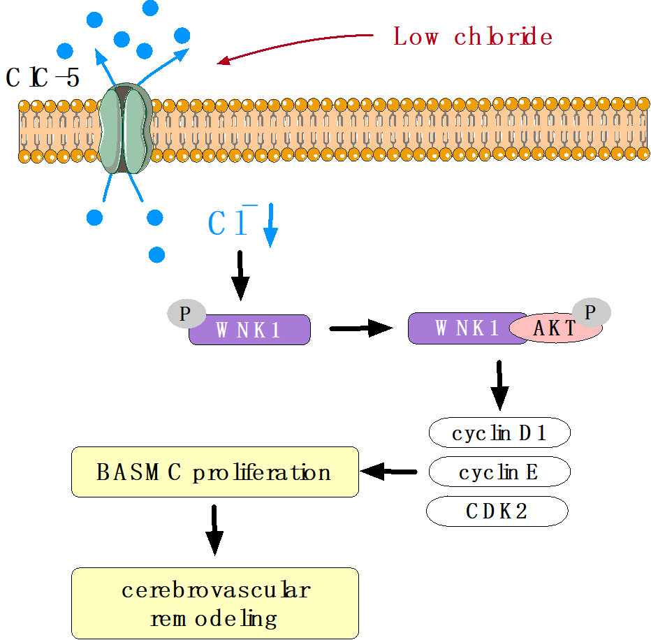 中山大學(xué)醫(yī)學(xué)院關(guān)永源、王冠蕾教授團隊揭示防治高血壓腦血管重構(gòu)新靶點-肽度TIMEDOO