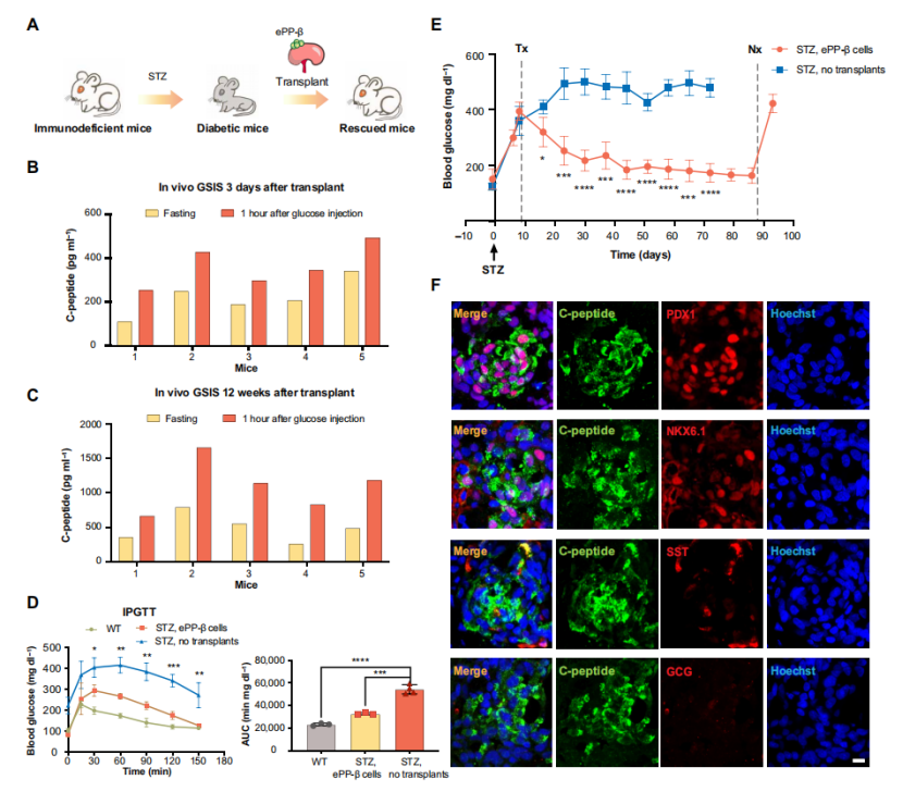 浙大團(tuán)隊(duì)發(fā)明人胰島細(xì)胞及胰島類(lèi)器官新技術(shù)，胰島前體細(xì)胞純度高達(dá)90%以上，并且具有生理功能-肽度TIMEDOO