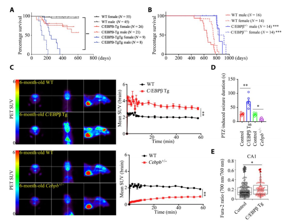 阿爾茲海默癥與長(zhǎng)壽由同一關(guān)鍵因素影響 抑制它，或可延長(zhǎng)壽命、預(yù)防阿爾茲海默癥！-肽度TIMEDOO