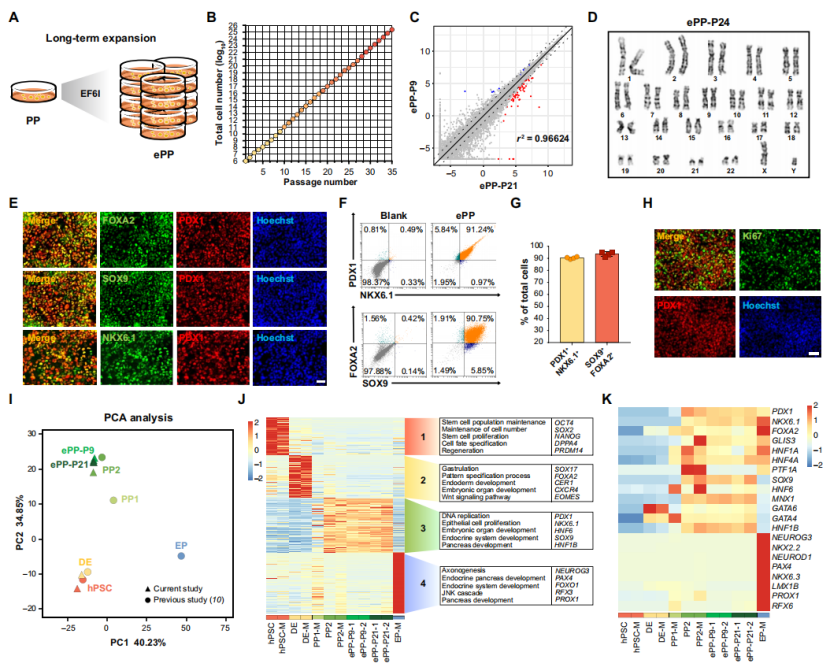 浙大團(tuán)隊(duì)發(fā)明人胰島細(xì)胞及胰島類(lèi)器官新技術(shù)，胰島前體細(xì)胞純度高達(dá)90%以上，并且具有生理功能-肽度TIMEDOO