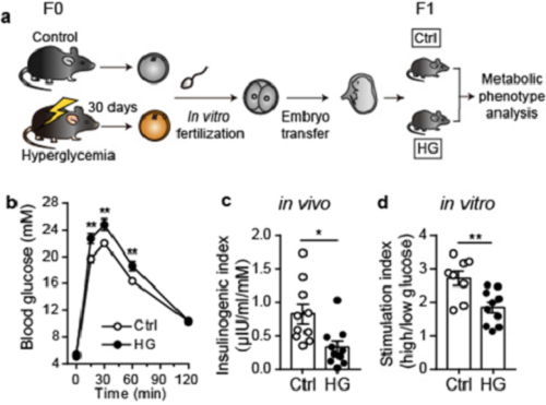 科學(xué)家破解卵子起源糖尿病代際遺傳之謎-中國科學(xué)報黃荷鳳修改(1)1055.png 科學(xué)家破解卵子起源糖尿病代際遺傳之謎 為認(rèn)識和防控糖尿病等慢病提供新視角-肽度TIMEDOO