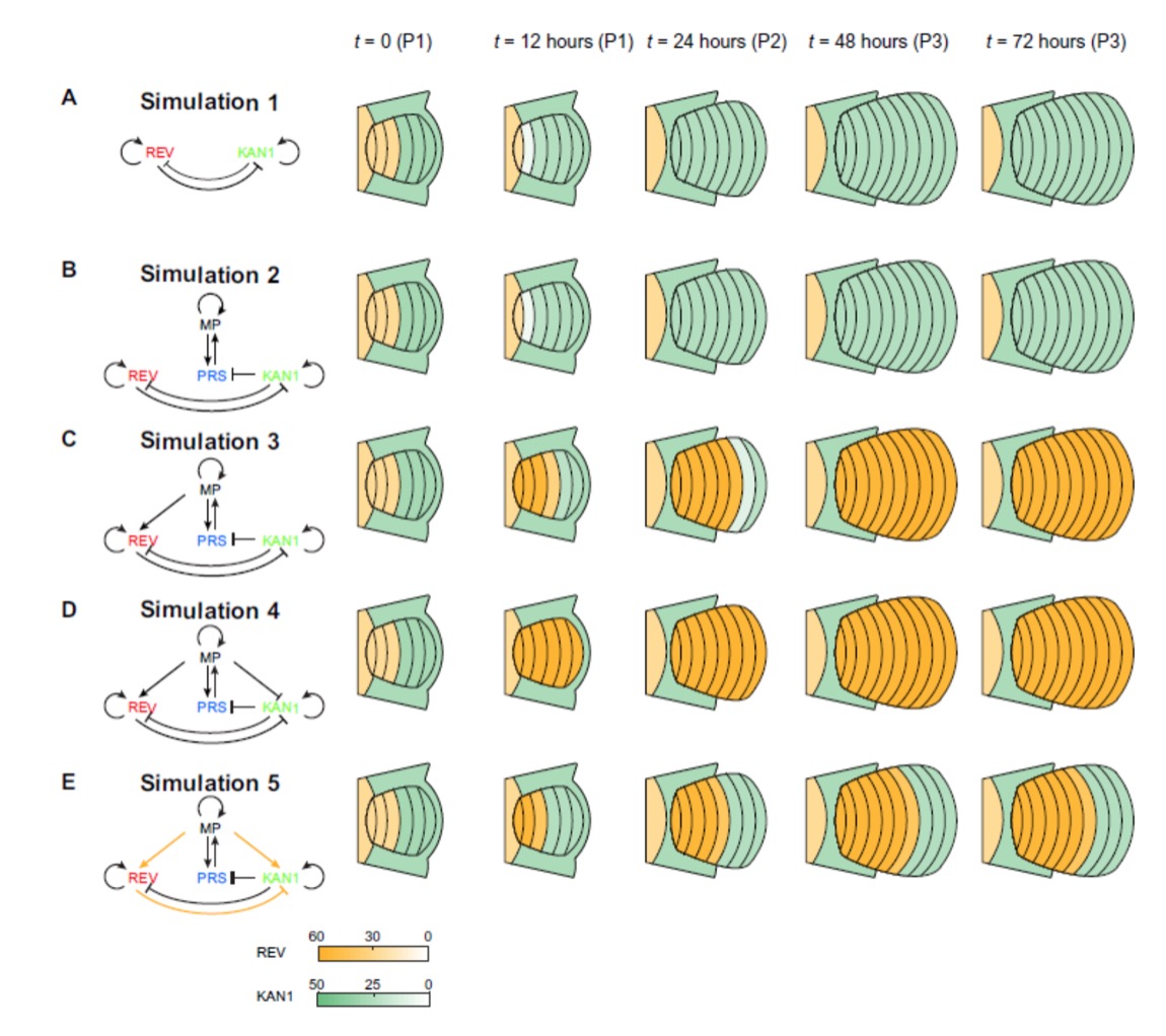 北京大學(xué)生命科學(xué)學(xué)院焦雨鈴組與數(shù)學(xué)中心張磊組合作提出維持表達(dá)斑圖穩(wěn)態(tài)的蹺蹺板模型-肽度TIMEDOO